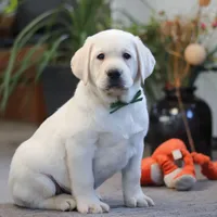 Buddy, a male Labrador Retriever for sale in Dundee, OH – Photo 6 of 6