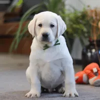 Buddy, a male Labrador Retriever for sale in Dundee, OH – Photo 5 of 6