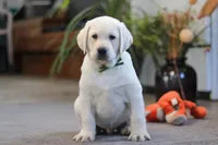 Buddy, a male Labrador Retriever for sale in Dundee, OH – Photo 5 of 6