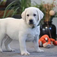 Buddy, a male Labrador Retriever for sale in Dundee, OH – Photo 4 of 6