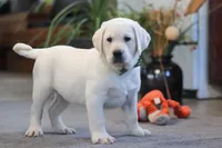 Buddy, a male Labrador Retriever for sale in Dundee, OH – Photo 4 of 6