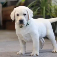 Buddy, a male Labrador Retriever for sale in Dundee, OH – Photo 1 of 6