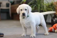 Buddy, a male Labrador Retriever for sale in Dundee, OH – Photo 1 of 6