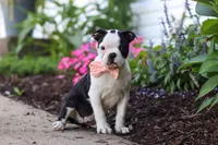 Sherry, a female Boston Terrier for sale in Dundee, OH – 4 of 6