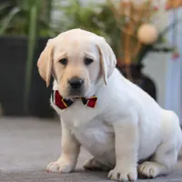 Billy, a male Labrador Retriever for sale in Dundee, OH – Photo 4 of 5