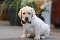 Billy, a male Labrador Retriever for sale in Dundee, OH – Photo 4 of 5