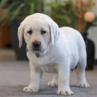 Benny, a male Labrador Retriever for sale in Dundee, OH – Photo 2 of 5