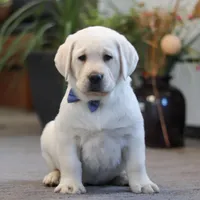 Benny, a male Labrador Retriever for sale in Dundee, OH – Photo 1 of 5