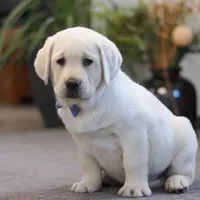 Benny, a male Labrador Retriever for sale in Dundee, OH – Photo 4 of 5