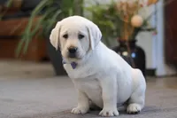 Benny, a male Labrador Retriever for sale in Dundee, OH – Photo 4 of 5