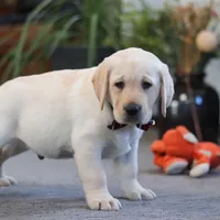 Billy, a male Labrador Retriever for sale in Dundee, OH – Photo 5 of 5