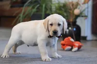 Billy, a male Labrador Retriever for sale in Dundee, OH – Photo 5 of 5