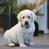 Benny, a male Labrador Retriever for sale in Dundee, OH – Photo 3 of 5