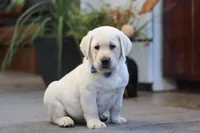 Benny, a male Labrador Retriever for sale in Dundee, OH – Photo 3 of 5