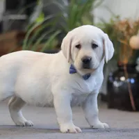 Benny, a male Labrador Retriever for sale in Dundee, OH – Photo 5 of 5