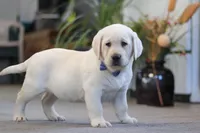 Benny, a male Labrador Retriever for sale in Dundee, OH – Photo 5 of 5