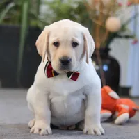 Billy, a male Labrador Retriever for sale in Dundee, OH – Photo 3 of 5