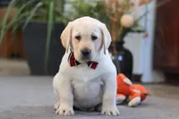 Billy, a male Labrador Retriever for sale in Dundee, OH – Photo 3 of 5