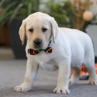 Billy, a male Labrador Retriever for sale in Dundee, OH – Photo 2 of 5