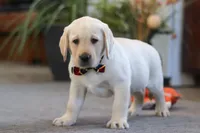 Billy, a male Labrador Retriever for sale in Dundee, OH – Photo 2 of 5