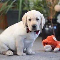 Billy, a male Labrador Retriever for sale in Dundee, OH – Photo 1 of 5