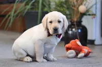 Billy, a male Labrador Retriever for sale in Dundee, OH – Photo 1 of 5