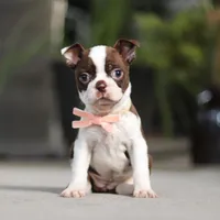 Sharon, a female Boston Terrier for sale in Dundee, OH – Photo 2 of 5