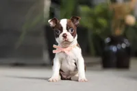 Sharon, a female Boston Terrier for sale in Dundee, OH – Photo 2 of 5