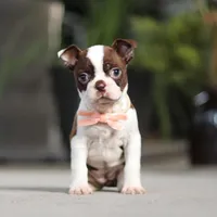 Sharon, a female Boston Terrier for sale in Dundee, OH – Photo 4 of 5