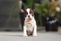 Sharon, a female Boston Terrier for sale in Dundee, OH – Photo 4 of 5