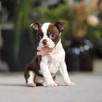 Sharon, a female Boston Terrier for sale in Dundee, OH – Photo 5 of 5