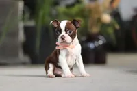 Sharon, a female Boston Terrier for sale in Dundee, OH – Photo 5 of 5