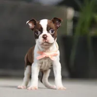 Sharon, a female Boston Terrier for sale in Dundee, OH – Photo 3 of 5