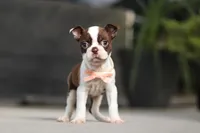 Sharon, a female Boston Terrier for sale in Dundee, OH – Photo 3 of 5