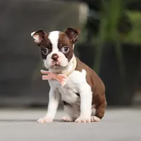 Sharon, a female Boston Terrier for sale in Dundee, OH – Photo 1 of 5