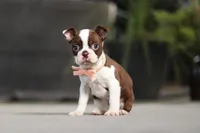 Sharon, a female Boston Terrier for sale in Dundee, OH – Photo 1 of 5