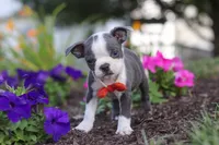 Bradie, a male Boston Terrier for sale in Dundee, OH – 3 of 9