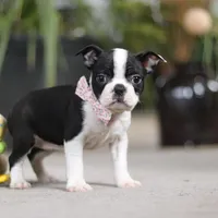 Shannon, a female Boston Terrier for sale in Dundee, OH – Photo 4 of 5