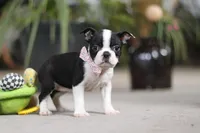 Shannon, a female Boston Terrier for sale in Dundee, OH – Photo 4 of 5