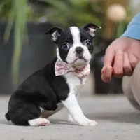 Shannon, a female Boston Terrier for sale in Dundee, OH – Photo 2 of 5