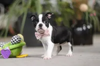 Shannon, a female Boston Terrier for sale in Dundee, OH – Photo 5 of 5