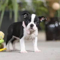 Shannon, a female Boston Terrier for sale in Dundee, OH – Photo 3 of 5