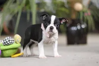 Shannon, a female Boston Terrier for sale in Dundee, OH – Photo 3 of 5