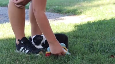 Missy, a female Boston Terrier for sale in Dundee, OH – 6 of 6