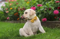Buster, a male Labrador Retriever for sale in Dundee, OH – 3 of 10