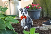 Miles, a male Boston Terrier for sale in Dundee, OH – 4 of 10