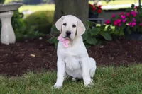 Brittany, a female Labrador Retriever for sale in Dundee, OH – 5 of 7