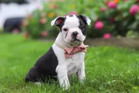 Sherry, a female Boston Terrier for sale in Dundee, OH – 2 of 6