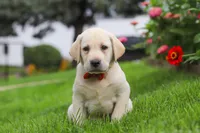 Bobby, a male Labrador Retriever for sale in Dundee, OH – 5 of 7