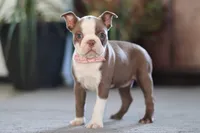 Missy, a female Boston Terrier for sale in Dundee, OH – Photo 4 of 5